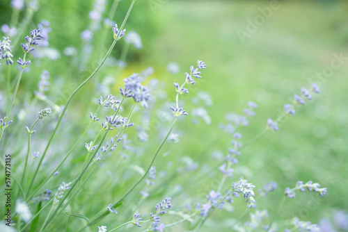 bush of flowering lavender in the garden in summer