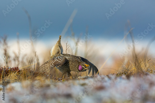 Sharp-tailed grouse dancing on a frosty morning
 photo