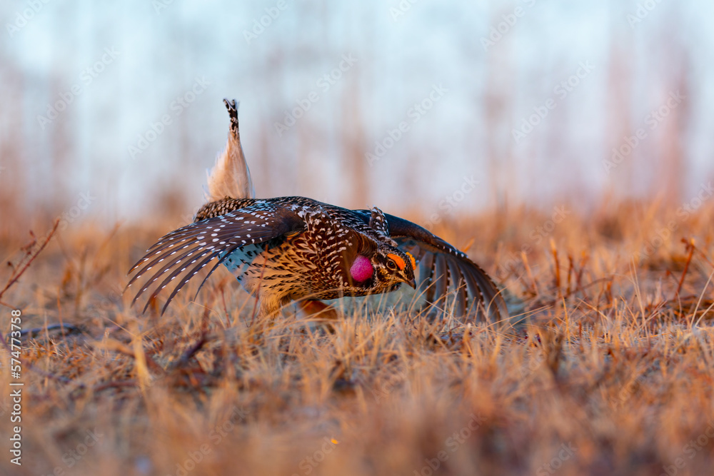Obraz premium Sharp-tailed grouse dancing on a lek in morning sun 