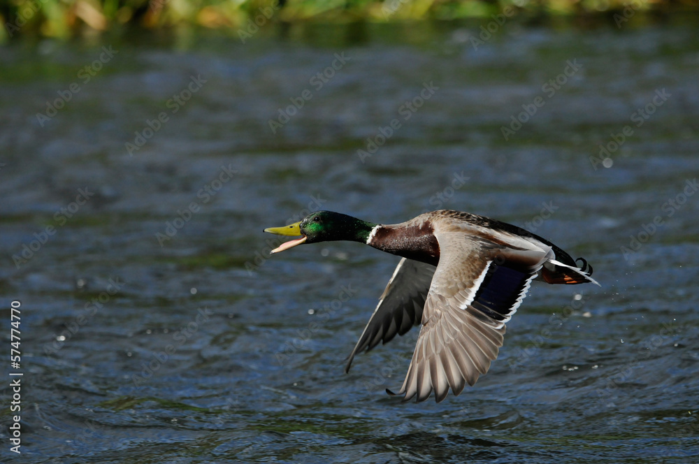 Obraz premium Duck in flight