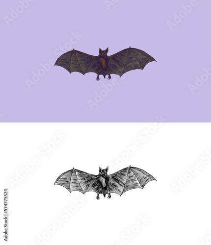 Screaming flying bat sketch. Vintage engraving sketch. Doodle outline. Hand drawing.