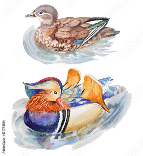 Hand-painted set of watercolor illustrations with male and female mandarin ducks swimming in the pond on a transparent background.