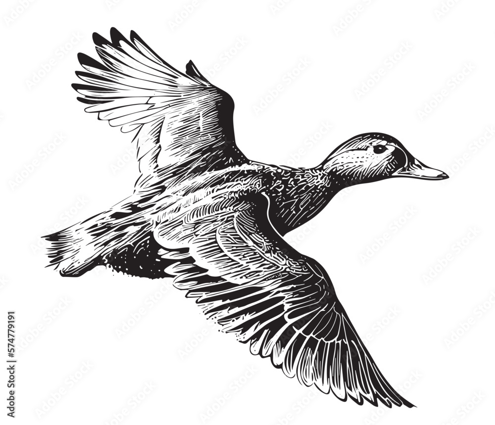 Duck flying sketch painted vector illustration Bird hunting Stock Vector |  Adobe Stock