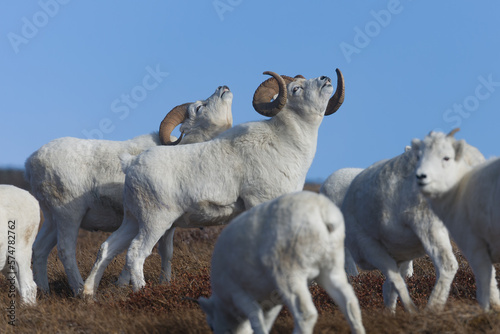 Fototapeta Naklejka Na Ścianę i Meble -  Dall Sheep rams showing Flehman response