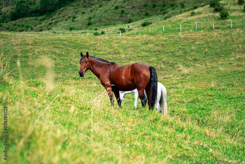 Horses in the open field in salento quindio colombia, free animals in nature Horses in the open field in salento quindio colombia, free animals in nature