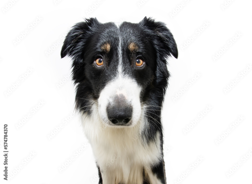Sad border collie puppy dog with annoyed expression face. Isolated on white background