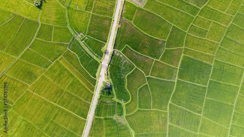 Aerial view of the road in the green agricultural fields of rice and tea. Beautiful texture background for tourism, design and agro-industry. Tropical landscape in Asia