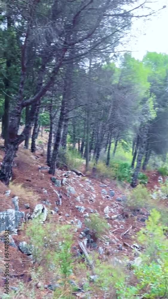 Hiking in the forest, path to peak Mijas, Malaga, Spain Hiking in the forest, path to peak Mijas, Malaga, Spain