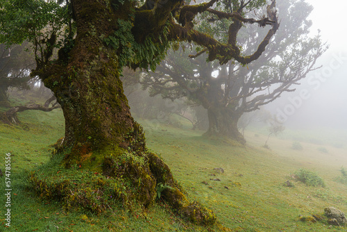 Madera Wawrzynowy Las Fanal 2