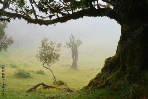 Madera Wawrzynowy Las Fanal 3