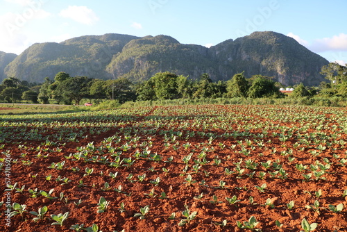 Farm with young tobacco plants in Cuba Caribbean photo