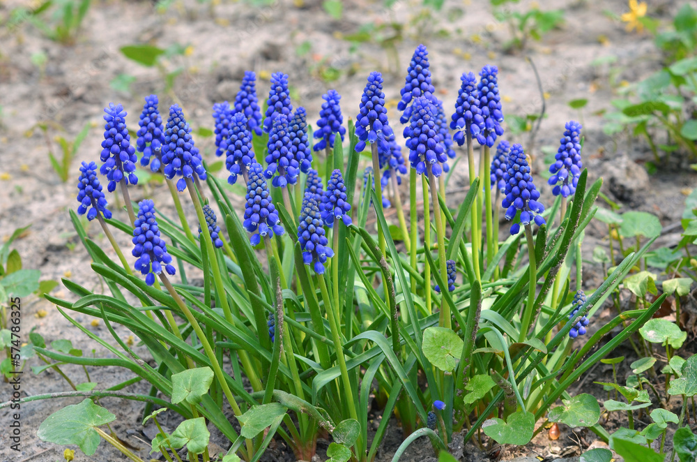 Fototapeta premium Family of Grape Hyacinth ' Blue Muscari' , 'Muscari armeniacum' flowers growing in a spring garden . Landscaping, gardening ,growing flowers concept.