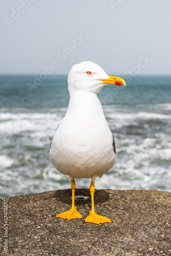 Closeup of a Seagull posing at the seaside in Biarritz. Basque Country of France.