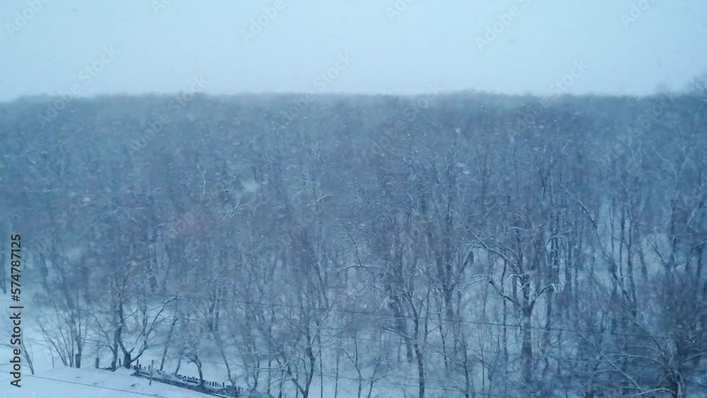 Snow swirling against the background of a snow-covered forest Snow swirling against the background of a snow-covered forest