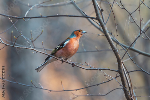 wild bird in spring forest © drakuliren