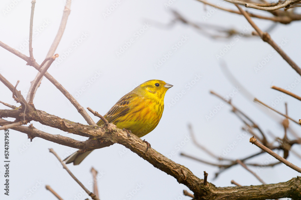 wild yellow bird in spring forest wild yellow bird in spring forest