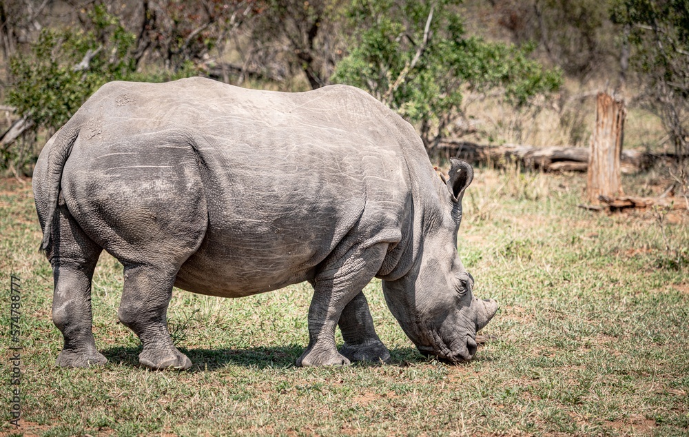 Obraz premium White Rhinoceros (Ceratotherium Simum) in Kruger National Park, South Africa