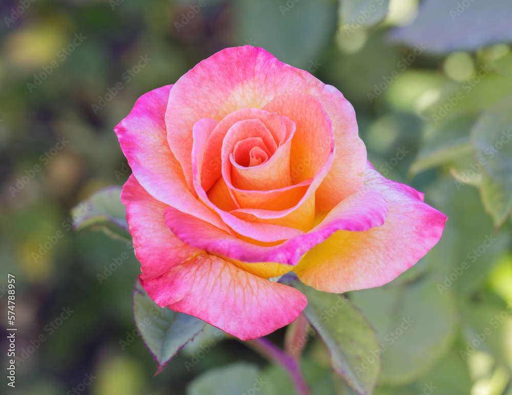 'Mardi Gras' Pink Blend Floribunda Rose in Bloom. San Jose Municipal Rose Garden, San Jose, California, USA. 'Mardi Gras' Pink Blend Floribunda Rose in Bloom. San Jose Municipal Rose Garden, San Jose, California, USA.
