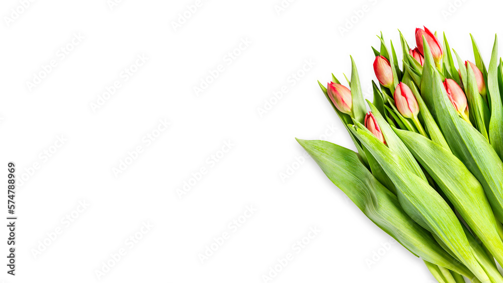 Fototapeta premium Tulipany.