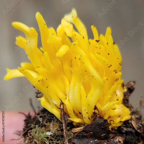 Wild Natural Mushrooms From New England Forests Found Foraging