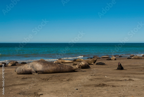 Male elephant seal, Peninsula Valdes, Patagonia, Argentina