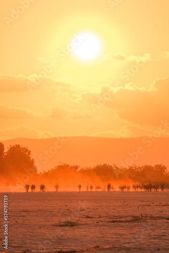 Silhouette of African animals going to drink water during the sunset in madagascar