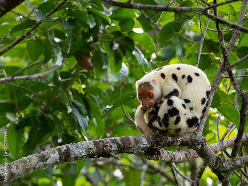 Waigeo spotted Cuscus relaxing on a branch in the forests of Waigeo Island, Raja Ampat, Indonesia
