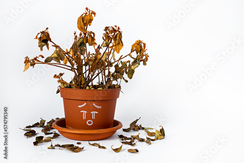 Houseplant with a drawn crying face withered from insufficient watering, isolated on white background with scattered dry leaves around.
