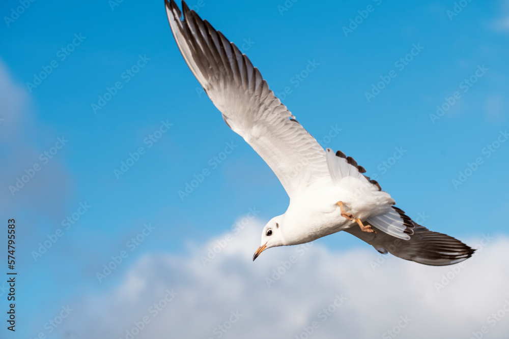 seagulls in flight under the blue lake on a sunny day seagulls in flight under the blue lake on a sunny day