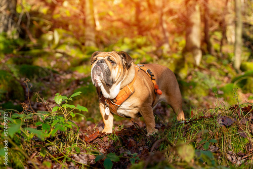 Red English Classic Bulldog out for a walk in the forest