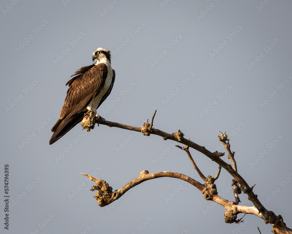 Birds - Osprey, Newton St Clements Island State Park, Maryland Maryland
