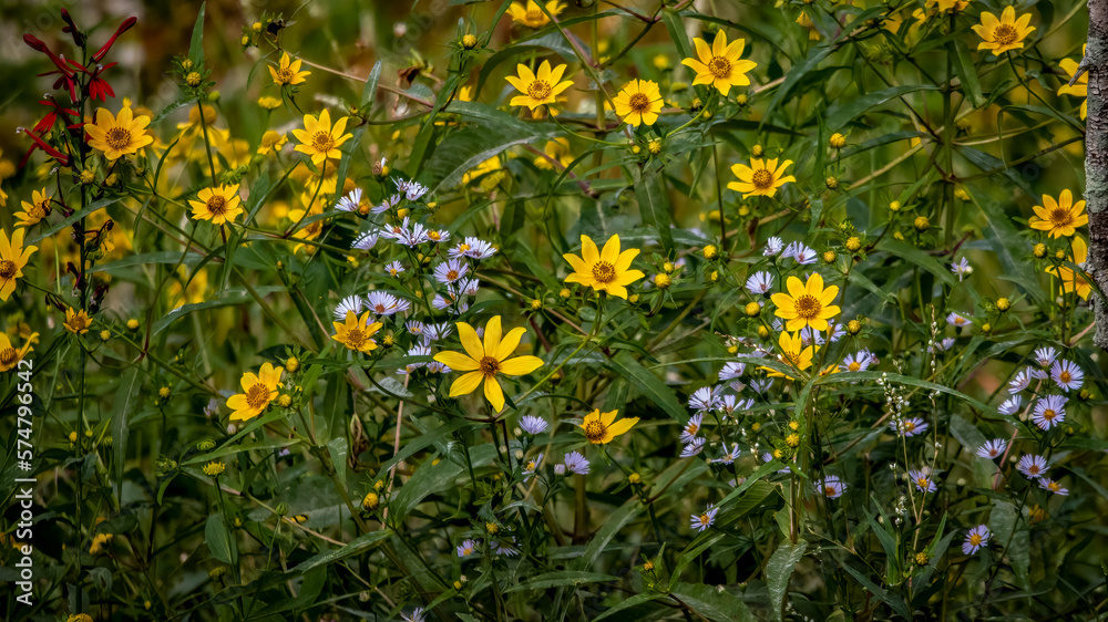 Flowers - Wild flowers, Pohick Bay, Virginia Flowers - Wild flowers, Pohick Bay, Virginia