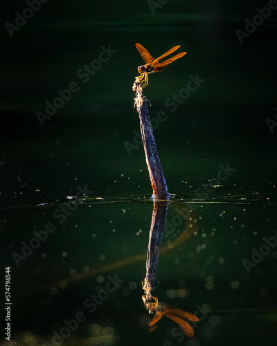 Insects - Eastern Amberwing, Sleeter Lake, Virginia