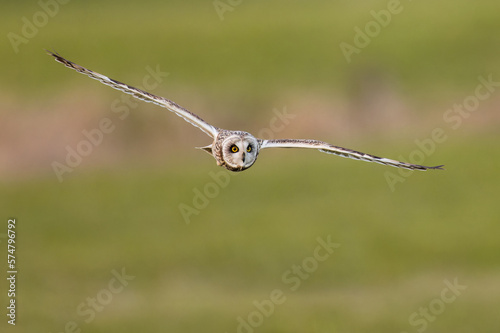 Short-eared owl in flight