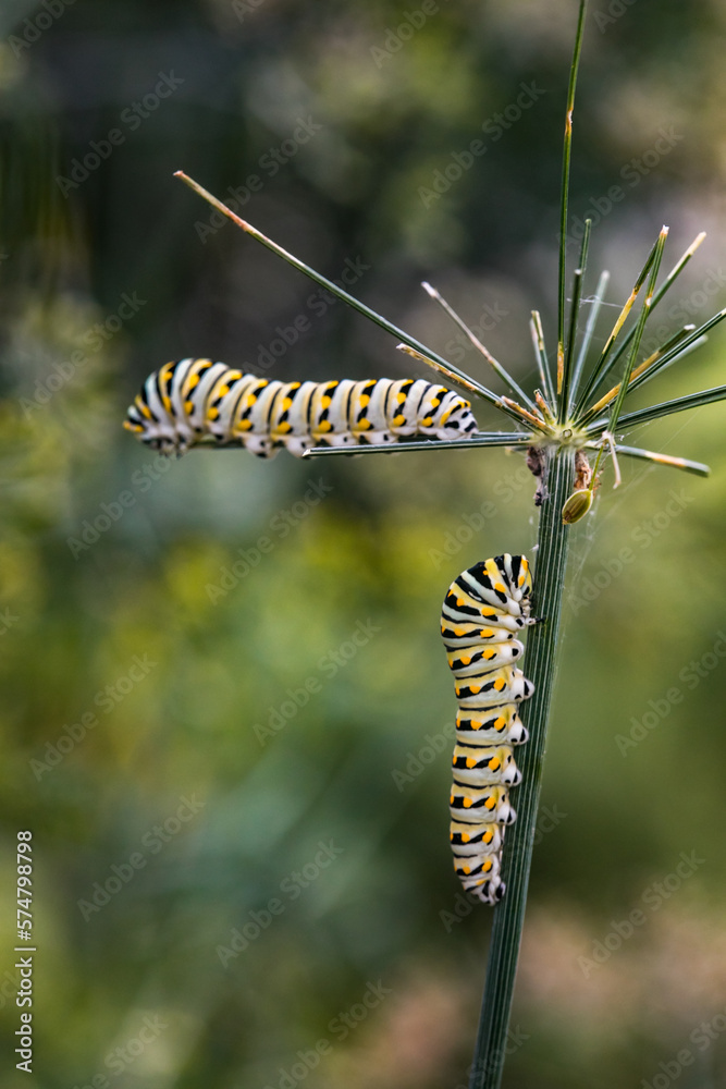 Two black and yellow Monarch caterpillars crawling on a flower stem before turning into a butterfly