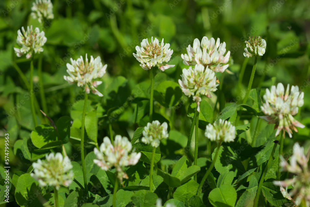 The white clover (lat. Trifolium repens), of the family Fabaceae. Central Russia. The white clover (lat. Trifolium repens), of the family Fabaceae. Central Russia.