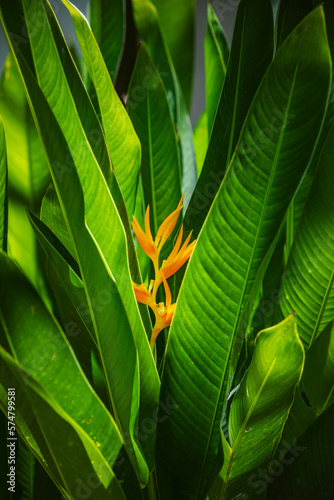 Bird of Paradise tropical pland detail © bartsadowski