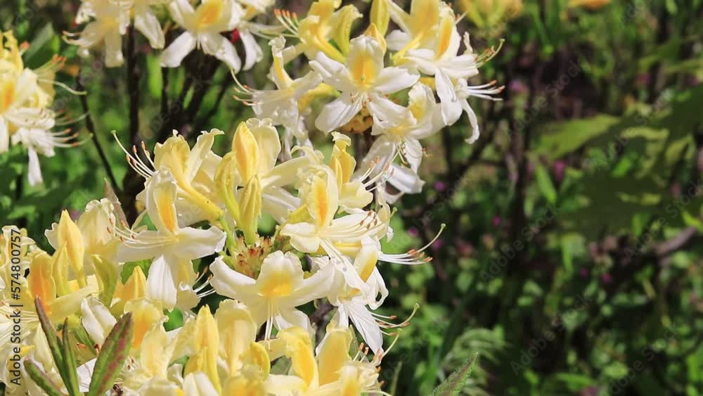 Yellow Rhododendron Flowers. Close up shot of beautiful flowers in the park Yellow Rhododendron Flowers. Close up shot of beautiful flowers in the park
