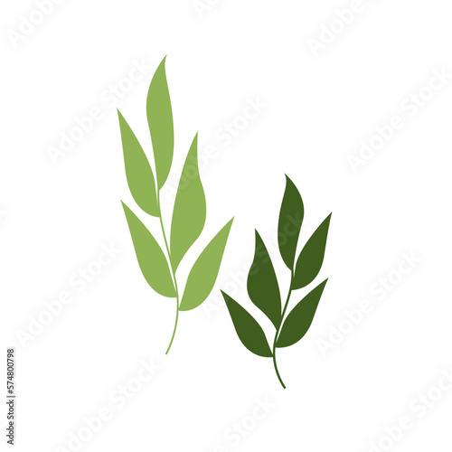 Green leaves isolated on white background. Vector illustration EPS10. Green brunches for. Design floral element. Bay leaf plant cartoon. green spice  herb food  herbal organic natural  ingredient.