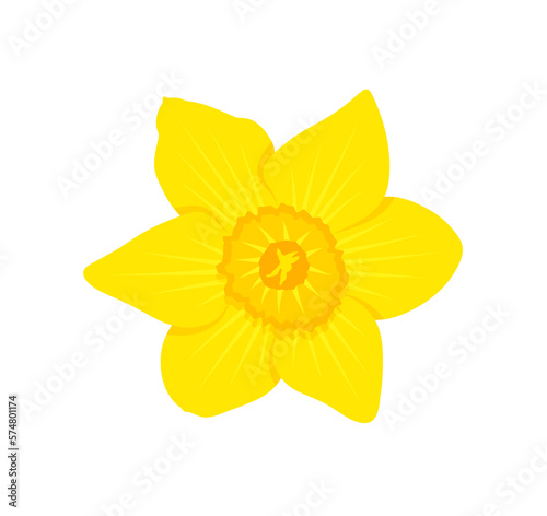 daffodil (narcissus) flower isolated on white background
