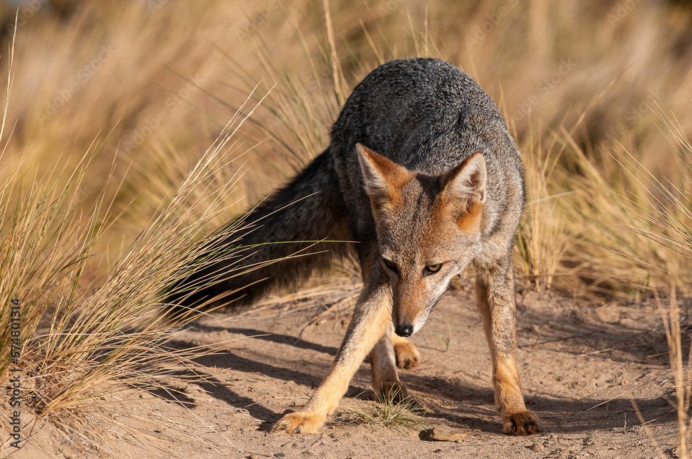 Pampas Grey fox in Pampas grass environment, La Pampa province, Patagonia, Argentina. Pampas Grey fox in Pampas grass environment, La Pampa province, Patagonia, Argentina.
