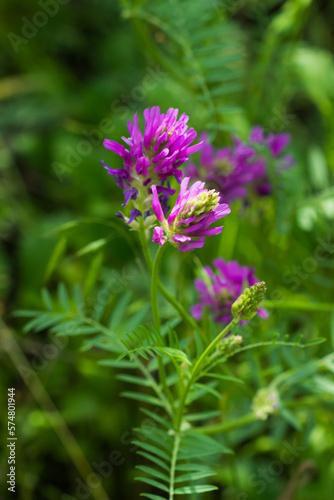 Astragalus onobrychis, of the family Fabaceae. Central Russia.