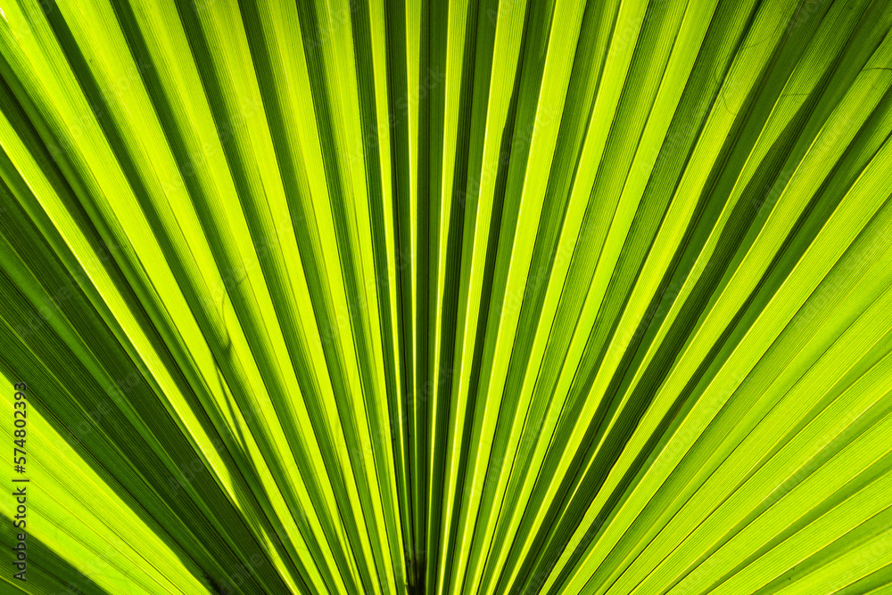 Sun Shining Through Palm Leaf Sun Shining Through Palm Leaf