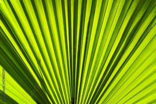 Sun Shining Through Palm Leaf