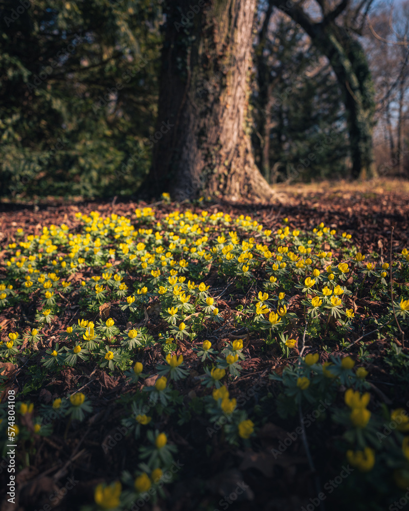 Obraz premium Nice yellow flowers in the botanical garden