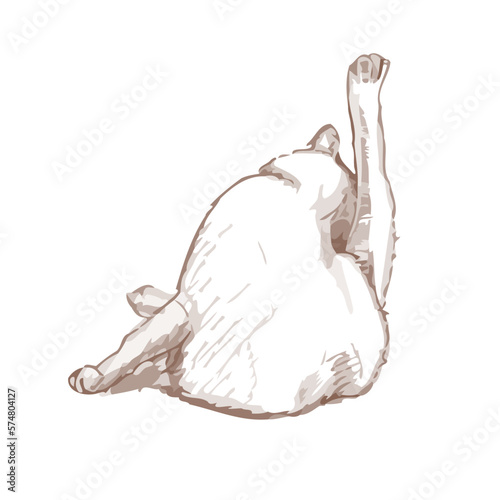 Funny cat washes himself. Hand drawn vector illustration.