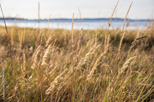 grass on the beach. Nykarleby Uusikaarlepyy  Finland