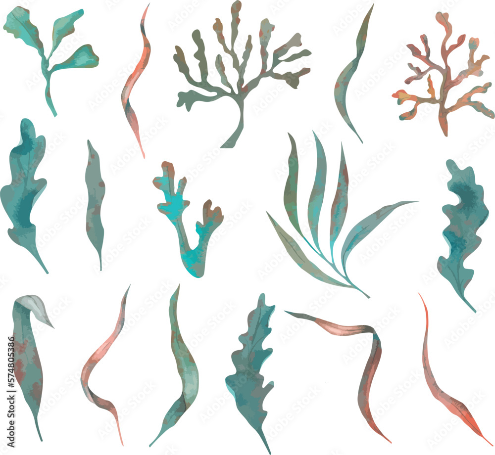 Set of vector algae, underwater plants in red, purple and green, hand-drawn watercolor illustration. Isolated on white background for your design. Set of vector algae, underwater plants in red, purple and green, hand-drawn watercolor illustration. Isolated on white background for your design.