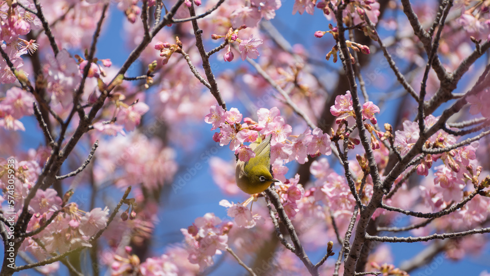 Fototapeta premium 日本の桜の花とメジロ
