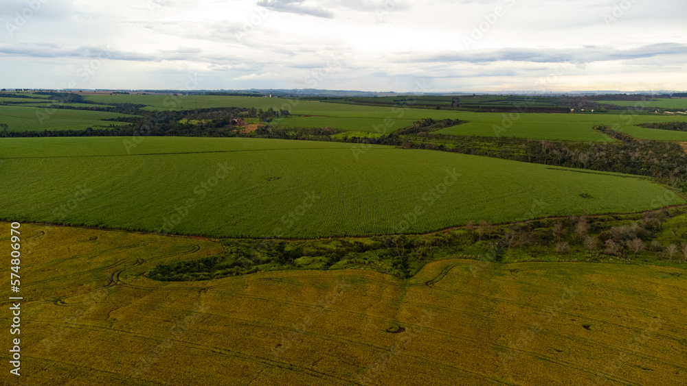 Fototapeta premium Landscape with field and sky
